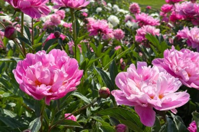 7 Easy Ways to Get Your Peonies to Bloom More