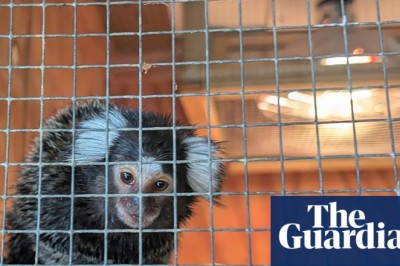 Abandoned monkey found in laundry bag on London bus
