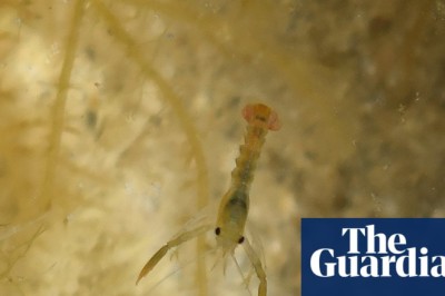 Country diary: With a flick of its tail, the fragile baby lobster vanishes into a rock pool | Charlie Elder