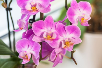 Do Orchids Like Coffee Grounds? The Answer Depends on One Key Detail