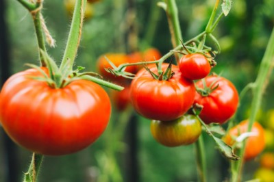 Gardeners Are Using This Common Breakfast Food to Feed Their Tomato Plants – But Here's Why It Should Stay in the Fridge