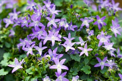 Glorious Groundcover is the Soil-Cooling Secret to Blooming Borders This Summer