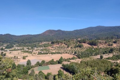 In Michoacán, Mexico, drying soil threatens water supplies and avocados, says study