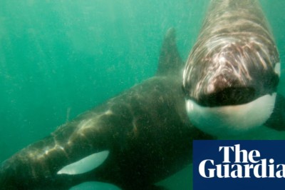Orcas seen ramming prey so hard it explodes may be playing game