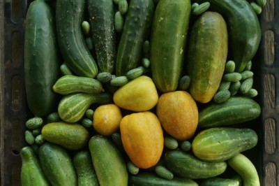 Our Favorite Cucumber Varieties for 2026