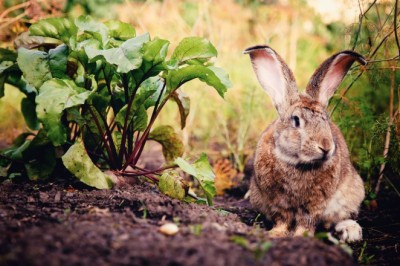 Rabbits in the Garden: How to Protect Your Crops Without Cruelty