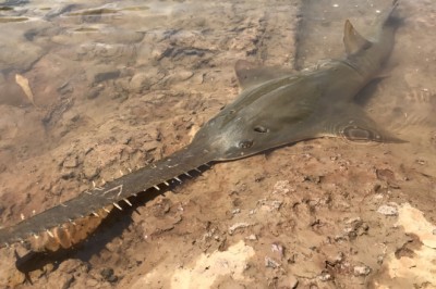 Scientists call on countries to act on ‘forgotten’ sawfish teeth trade