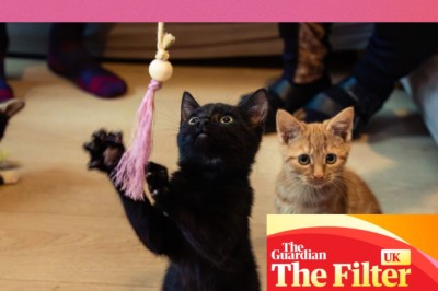 ‘Sent the kittens scarpering’: the best cat toys in the UK, tested by cats