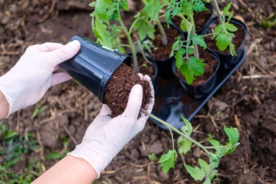 Should you Bury Your Tomato Plants Sideways?