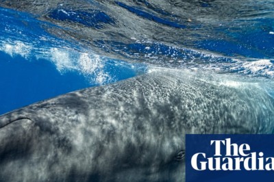 Sperm whales change ‘vowel’ sounds when boats are nearby, scientists discover