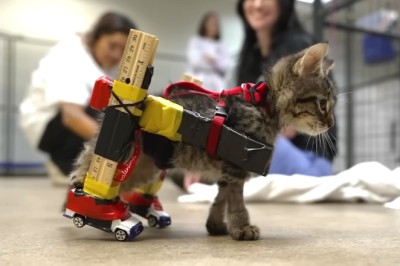Vet Tech Builds Custom Wheelchair for a Tiny Kitten Out of Readily Available Office Supplies